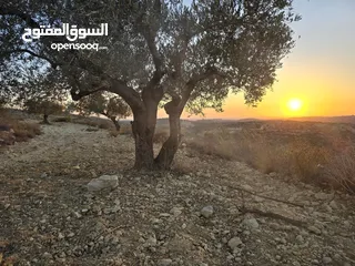  3 ارض لقطه لبناء فيله اطلاله غربيه