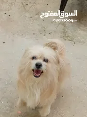  9 كلب ذكر تيرر فرنسي  أليف لعوب