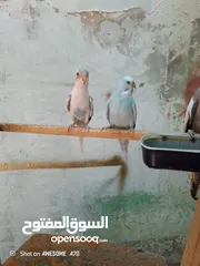  6 متاح جوز حب وحبه كوكتيل للبيع اقرا التفاصيل جيدا