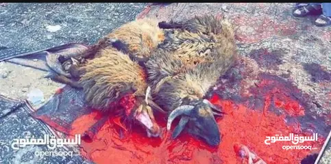  6 لحام متنقل