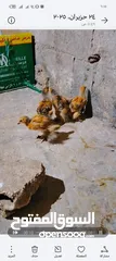  1 15 صرص براهما بف