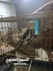  2 ببغاء كوكتيل مدرب