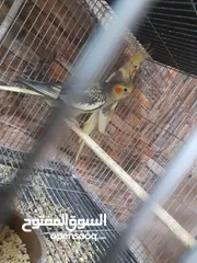  4 كوكتيل للبيع