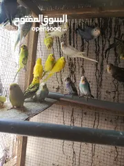  1 35 جوز حب بلدي مخاليف