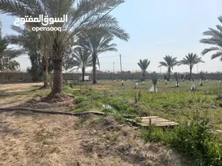  14 مزرعه 5 دونم في بغداد الرضوانيه على شارعين تبليط قرب القطاع الزراعي