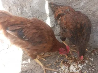  1 ديك مع دجاجه عرب انااضف بياض