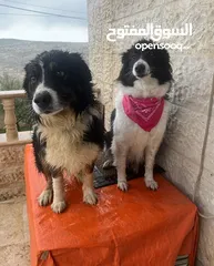  8 قريباً جداً ولاول مرة في الاردن اذكى كلب في العالم