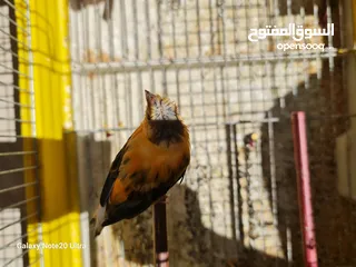  11 كنار مخليف بيع فردي او جماعي