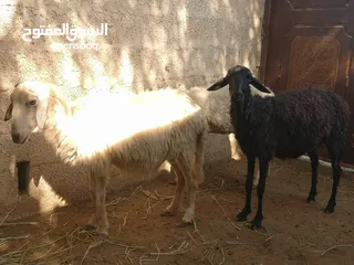  4 زرب كامل جعد ومعز وذبايح