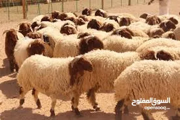  2 مطلوب ممول لمشروع  في باذن الله في تربية الغنام