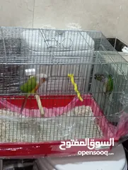  17 جوز كنيور جرين شيك هاي رد شغال للبيع  لا تتصل ألا اذا كنت بدك تشتري