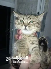  3 قطط من ام سكوتش فولد الاب بريتش التنتين انثى العمر ثلاث شهور