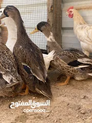  5 بش خضيري فحله