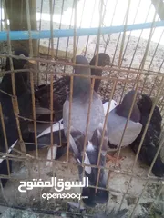  2 زغاليل بلدي حجم مرتب كبير