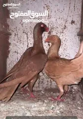  1 جوز سلافر في البقعة