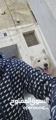  1 pure husky very friendly