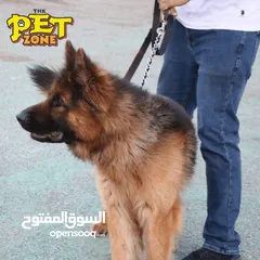  6 درب كلبك الآن  بأقل الاسعار