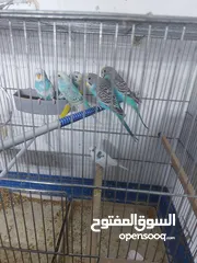  1 طيور حب خمس اجواز للبيع او للبدل على طيور روز