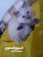  3 قطه هملايا انثى للبيع عمر ثلاث شهور  أكثير لعوبه حنونه مسليه نظيف جدا متعوده على البوكس مدربه