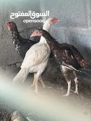  4 دجاج باكستاني