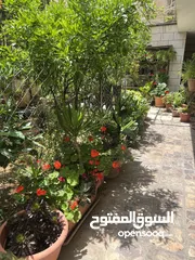  1 زريعة للبيع عدد 250 قوار مشكلات