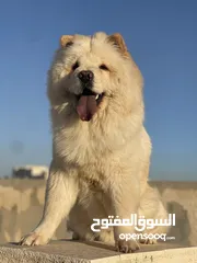  1 كلب تشاو تشاو