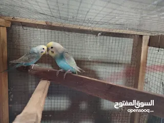  1 طيور حب رينبو وهوقو رومو للبيع