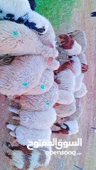  2 عبر للبيع مضحيات عدد 20
