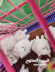  11 قطط  هملاية و شرازي  مستوى علي