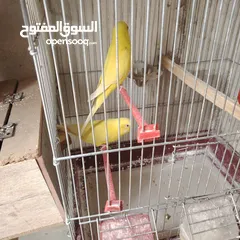  3 طيور حب عصافير حب