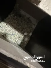  2 جوز روز تحتو بيض