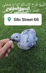  5 African Gray Local Breed Baby