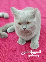  7 للبيع قط برتش