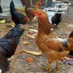  2 2 جاج بلدي بياض 1 ديك مزارع للبيع