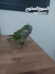  1 ببغاء كوكر