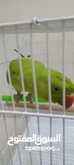  7 parrot  4.5. month old with cage