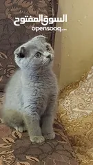  5 سكوتش فولد