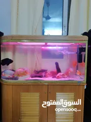  7 120 cm aquarium  full set with 7 big size oscar and 1 paccu