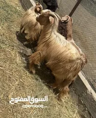  1 تيس فحل عماني سعيدي