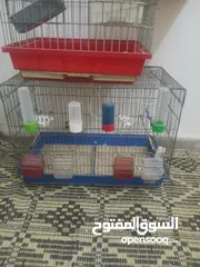  3 بسم الله ما شاء الله طيور كامل للبيع البيع كامل اقرا الوصف جيدا