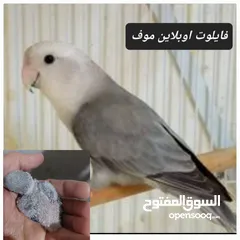  2 فراخ روز طفرات مميزة للزق اليدوي أقرا التفاصيل/ كوكتيل حب جرين شيك اليف جوز فحل طيرة فرخ هدد زق يدوي