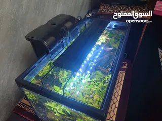  11 حوض نباتات اجنبي كريستال اكوائيل تحفه فنيه