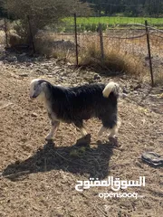  6 تيوس ذبايح سمان