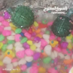  21 سلحفاه سلاحف برمائيه مائيه  بيبي سلحفاة الزينه الامازوني