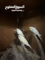  1 4طيور بادجي