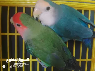  4 متاح جوز روز للبيع و جوز حب هوقو رومو فل وردات