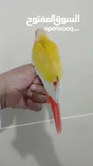  5 sun cheek conure 4 months old