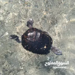  6 Turtle for Sale