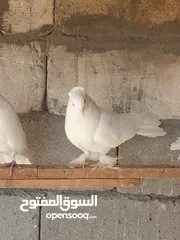  4 حمام زينه للبيع