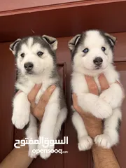  9 Husky puppies 40 days old pure breed